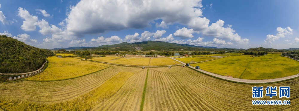 廣西南寧：“碎地”變良田 稻田成樂園