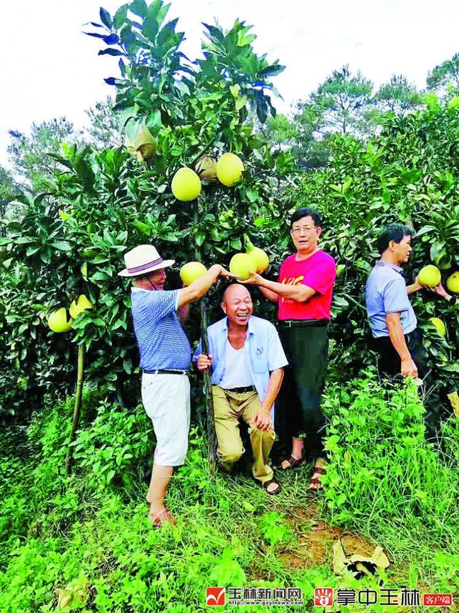 廣西容縣蜜柚事業甜蜜蜜