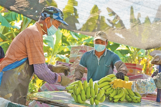 南寧市武鳴區：蕉香滿山林 蕉農笑盈盈