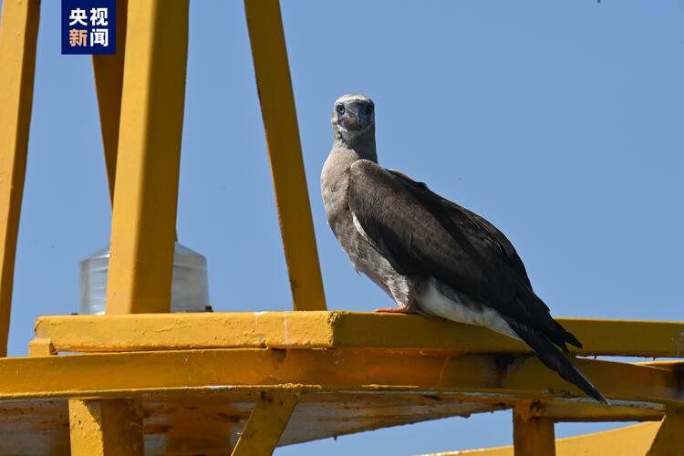 國家二級重點保護野生動物紅腳鰹鳥“首現”廣西北海