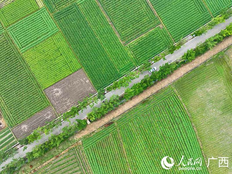 廣西玉林：小紅薯種出甜蜜大産業