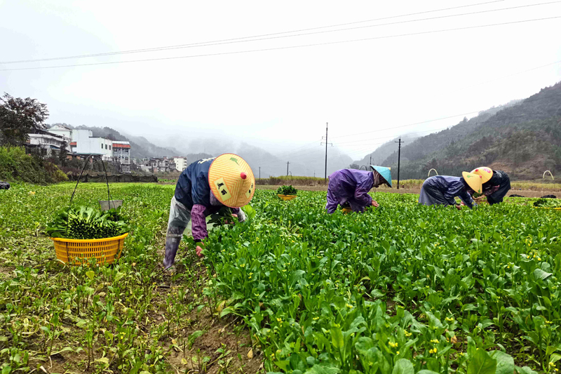 百色：秋冬蔬菜採摘忙 “南菜北運”正當時_fororder_LOCAL1668497407146EKSBWJABJN