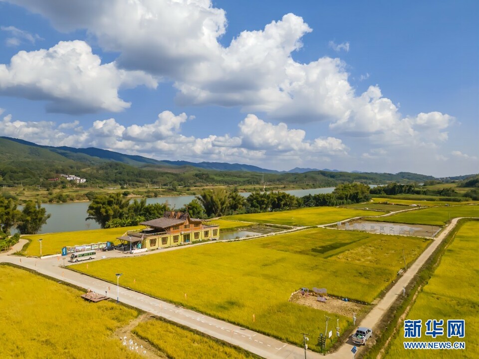 廣西南寧：“碎地”變良田 稻田成樂園