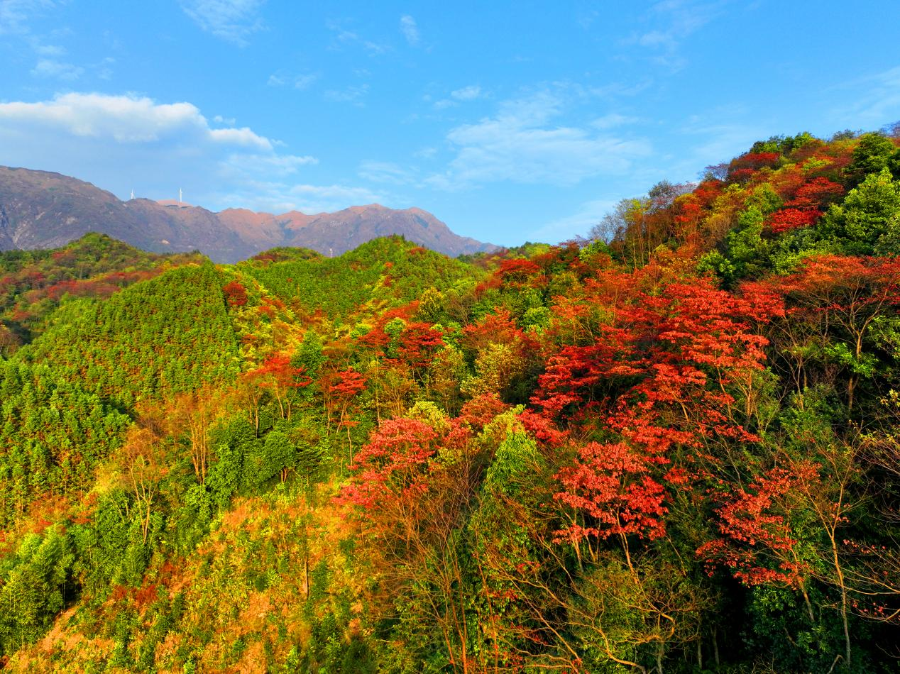 桂林全州：青山多嫵媚 層林盡染遊人醉_fororder_圖片21