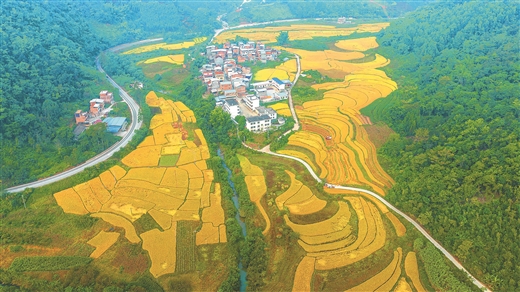 廣西百色：果熟稻香 一派豐景