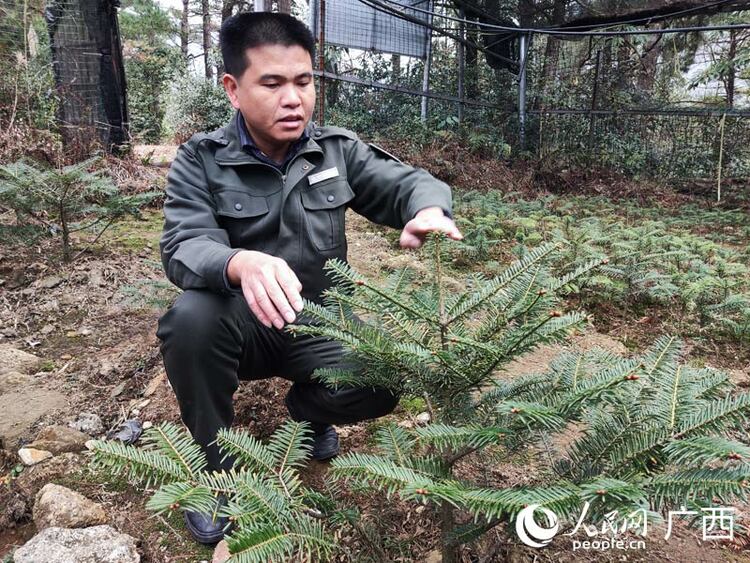 廣西積極拯救“植物界熊貓”元寶山冷杉