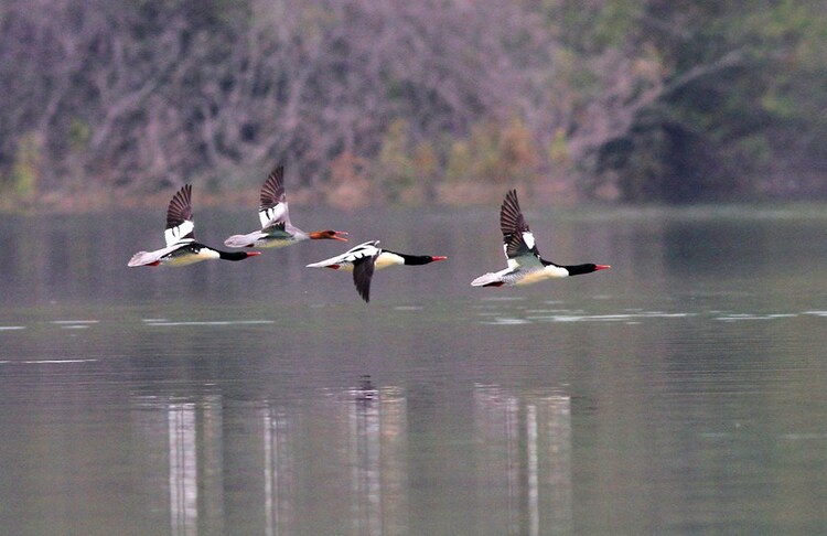 “鳥中大熊貓”中華秋沙鴨飛臨廣西百色澄碧湖