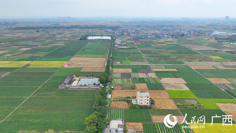 廣西玉林：小紅薯種出甜蜜大産業