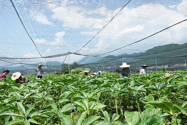 廣西環江：魔竽為産業扶貧注入新動能