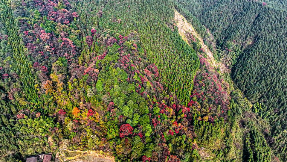 桂林全州：青山多嫵媚 層林盡染遊人醉_fororder_圖片19