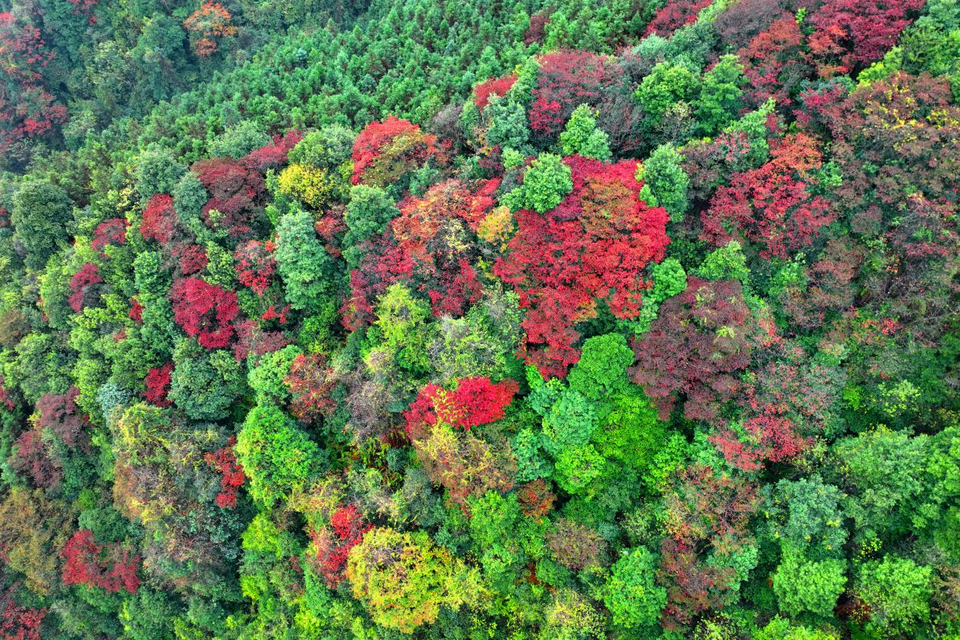 桂林全州：青山多嫵媚 層林盡染遊人醉_fororder_圖片18