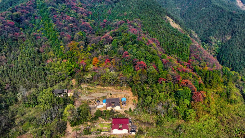 桂林全州：青山多嫵媚 層林盡染遊人醉_fororder_圖片20