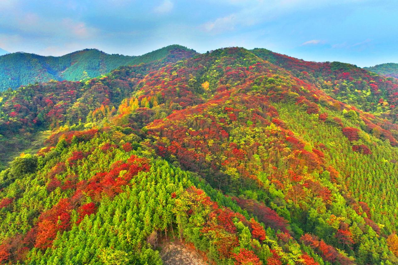 桂林全州：青山多嫵媚 層林盡染遊人醉_fororder_圖片17