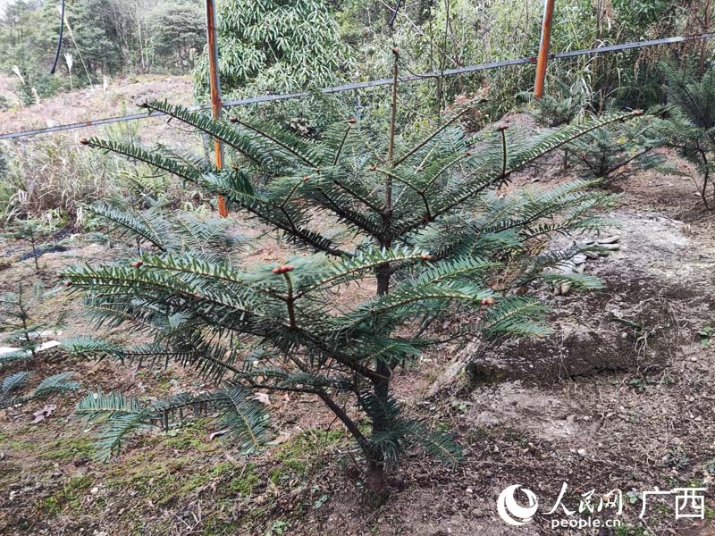 廣西積極拯救“植物界熊貓”元寶山冷杉