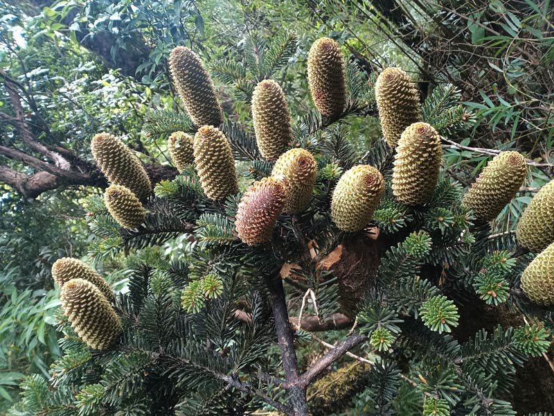 廣西積極拯救“植物界熊貓”元寶山冷杉