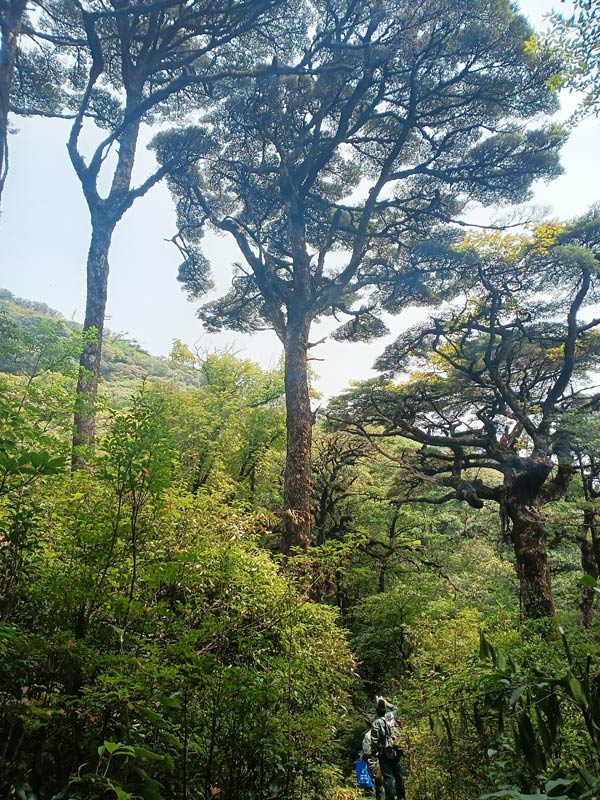 廣西積極拯救“植物界熊貓”元寶山冷杉