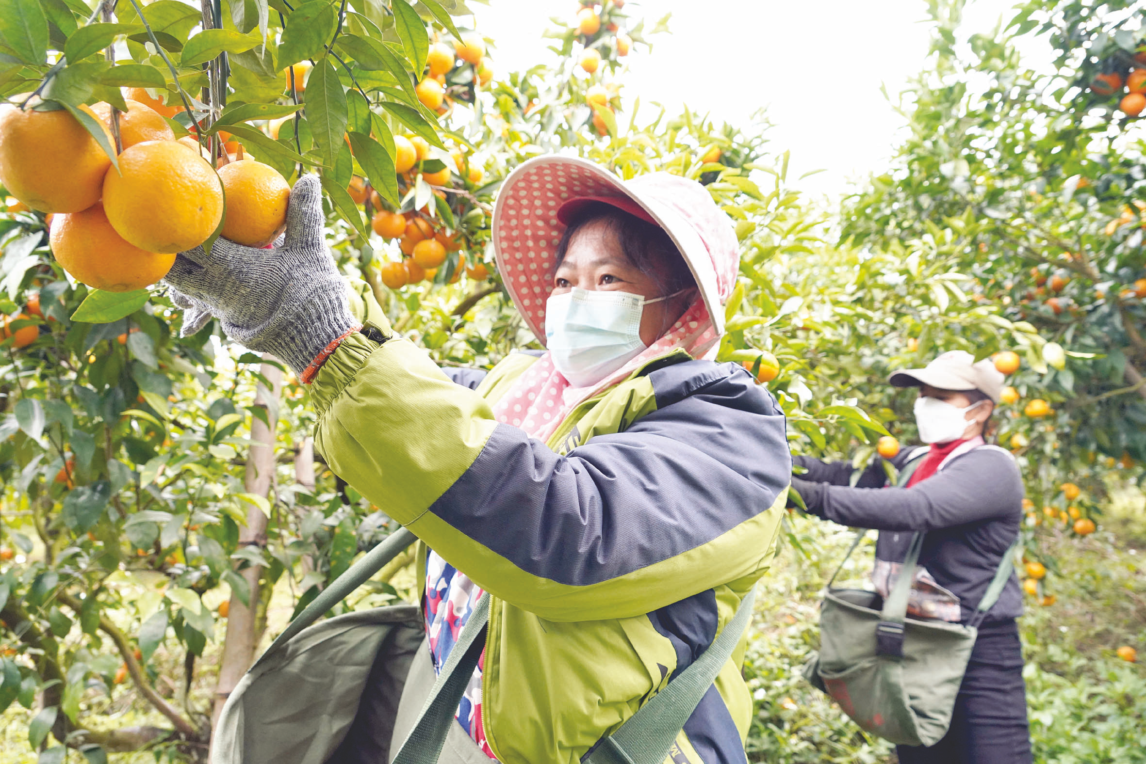 南寧地理標誌工作入選全國商標品牌建設優秀案例