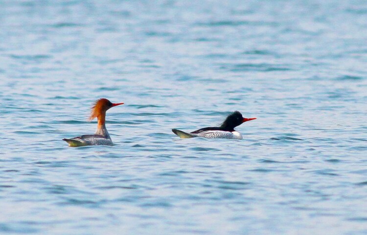 “鳥中大熊貓”中華秋沙鴨飛臨廣西百色澄碧湖