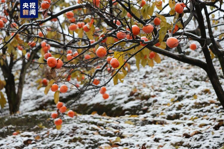 廣西多地迎來2022年首場降雪