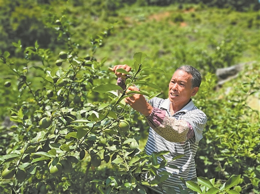 餐桌佐料變脫貧“硬菜”