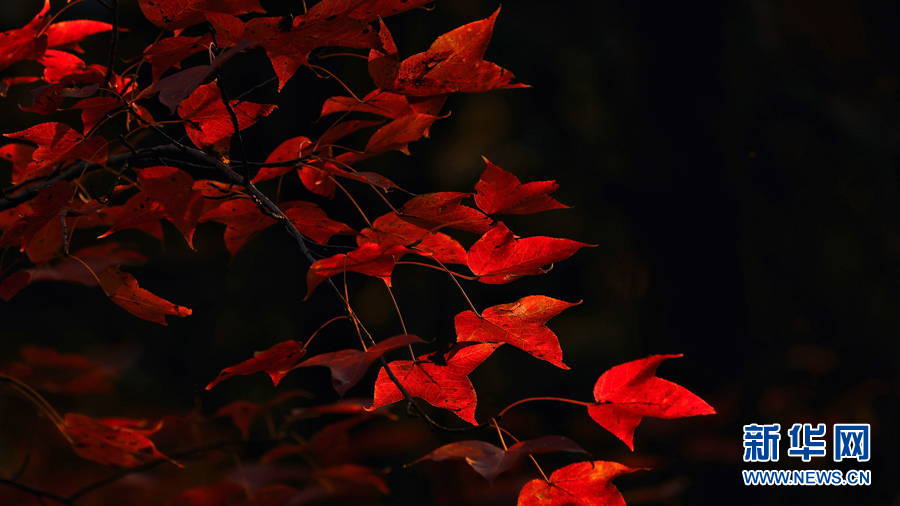 廣西百色：晚霞映紅楓 唯美如油畫