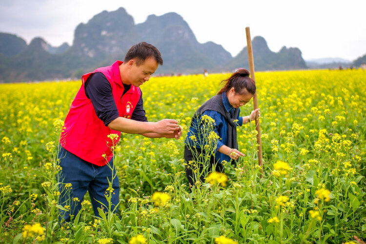 廣西興業：油菜花盛放 扮靚美麗鄉村