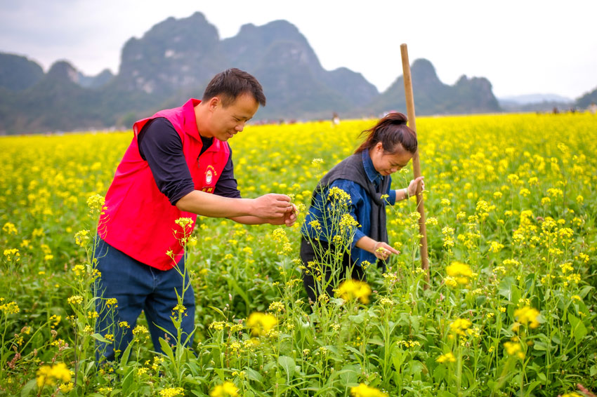 廣西興業：油菜花盛放 扮靚美麗鄉村