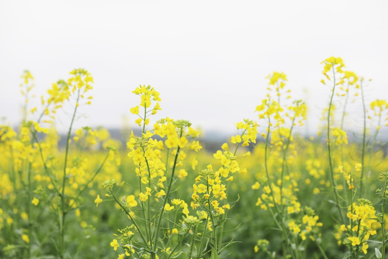 廣西容縣油菜花開春意濃_fororder_圖片34