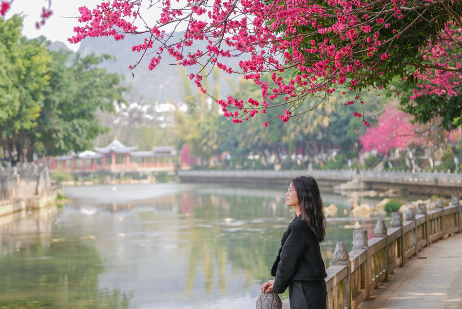 廣西德保：鑒河兩岸桃花艷