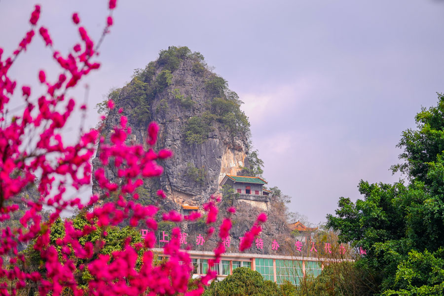 廣西德保：鑒河兩岸桃花艷