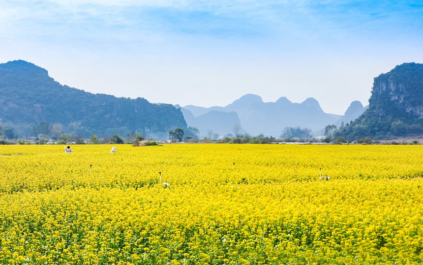 廣西南寧：菜心花競相綻放 金色花海惹人醉