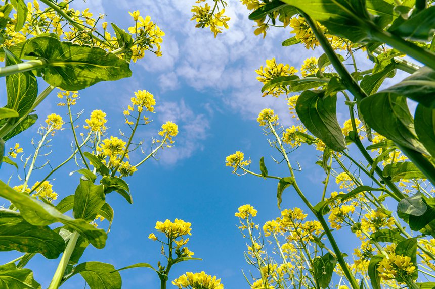 廣西南寧：菜心花競相綻放 金色花海惹人醉