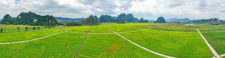 廣西興業：油菜花盛放 扮靚美麗鄉村