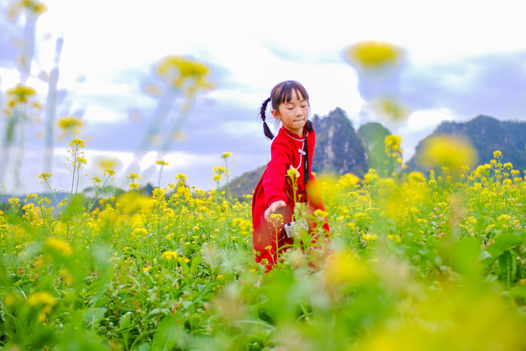 廣西興業：油菜花盛放 扮靚美麗鄉村