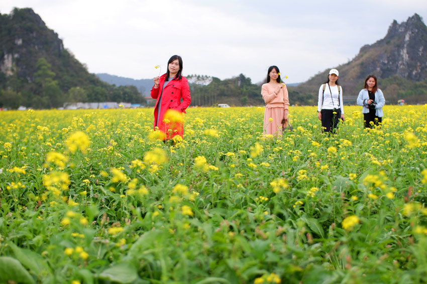 廣西興業：油菜花盛放 扮靚美麗鄉村