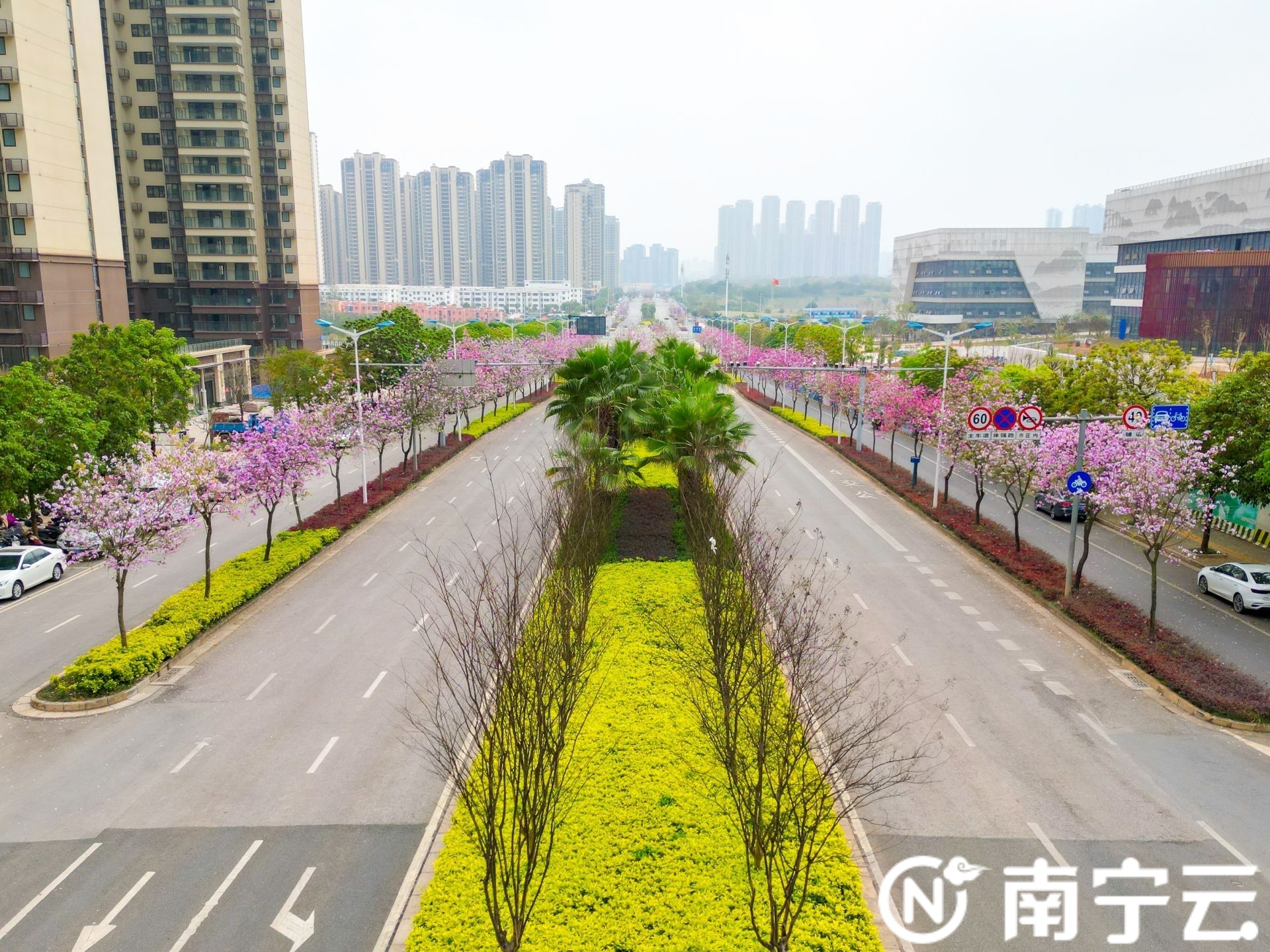 南寧：紫荊花開春色美 浪漫“花路”惹人醉