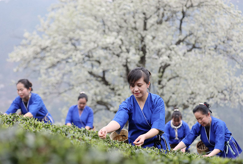 廣西三江：梨花綻放引客來