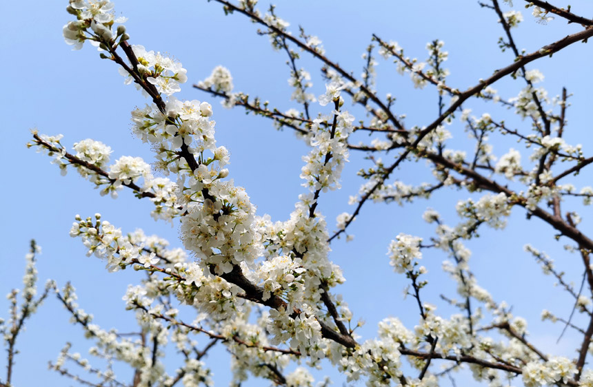 廣西：春花爛漫時 鄉村美如畫