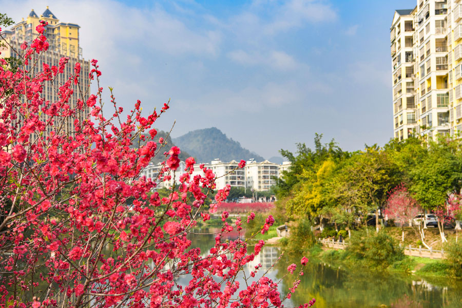 廣西德保：鑒河兩岸桃花艷