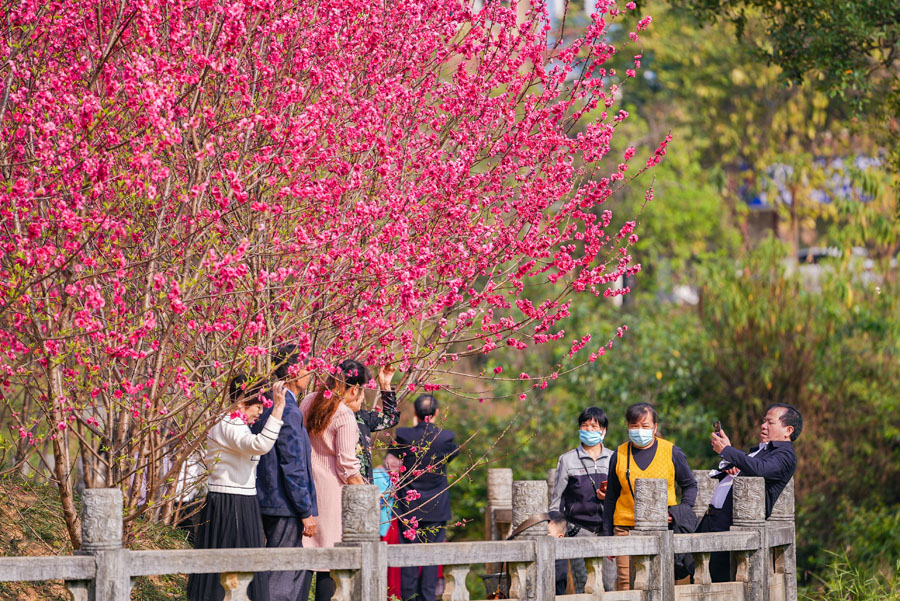 廣西德保：鑒河兩岸桃花艷