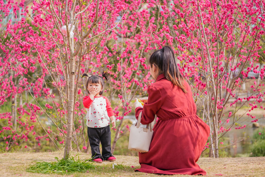 廣西德保：鑒河兩岸桃花艷