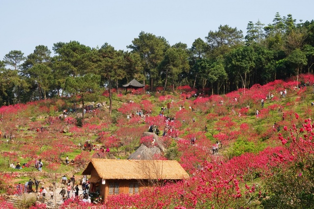 廣西：又到桃花滿山爛漫時