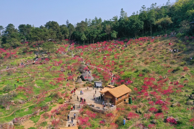 廣西：又到桃花滿山爛漫時