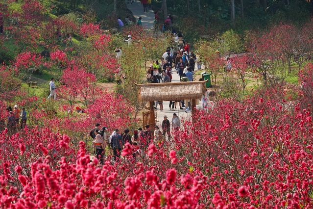 廣西：又到桃花滿山爛漫時