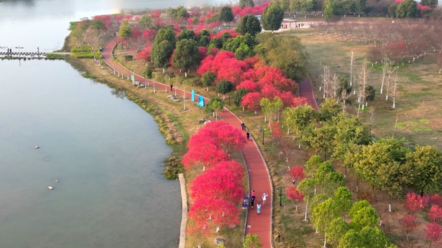 廣西：又到桃花滿山爛漫時