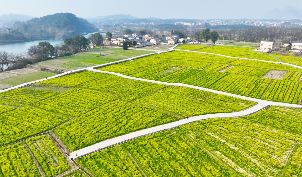 桂林靈川：油菜花開春意濃 踏青賞花正當時_fororder_圖片9