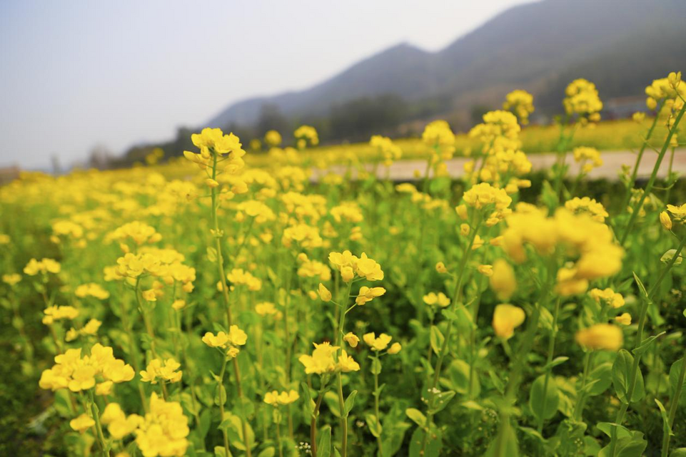 桂林靈川：油菜花開春意濃 踏青賞花正當時_fororder_圖片13