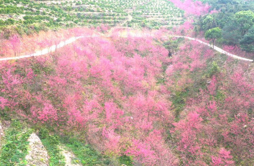 廣西靈川：漫山櫻花次第開