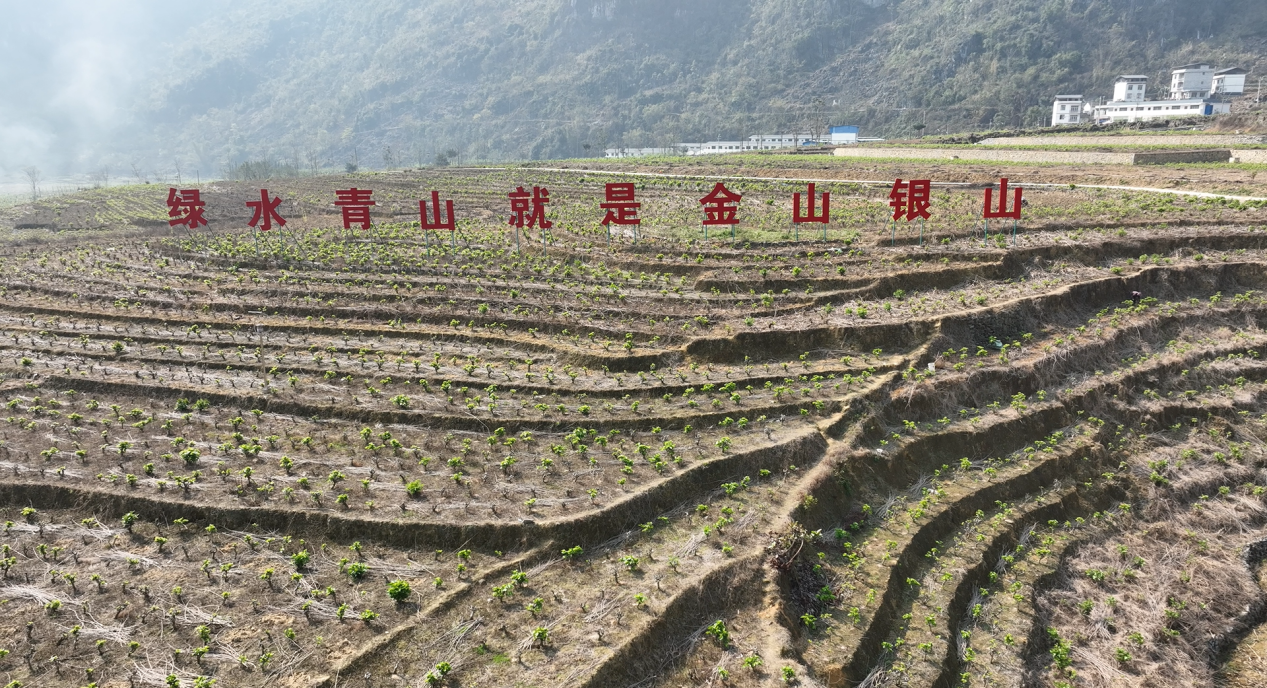 廣西淩雲：春日好景育桑忙 小桑苗播下大希望_fororder_圖片19