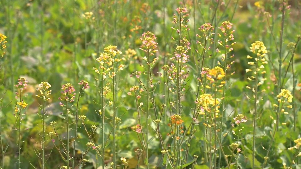 廣西南寧：春日暖陽 彩色油菜花盛開